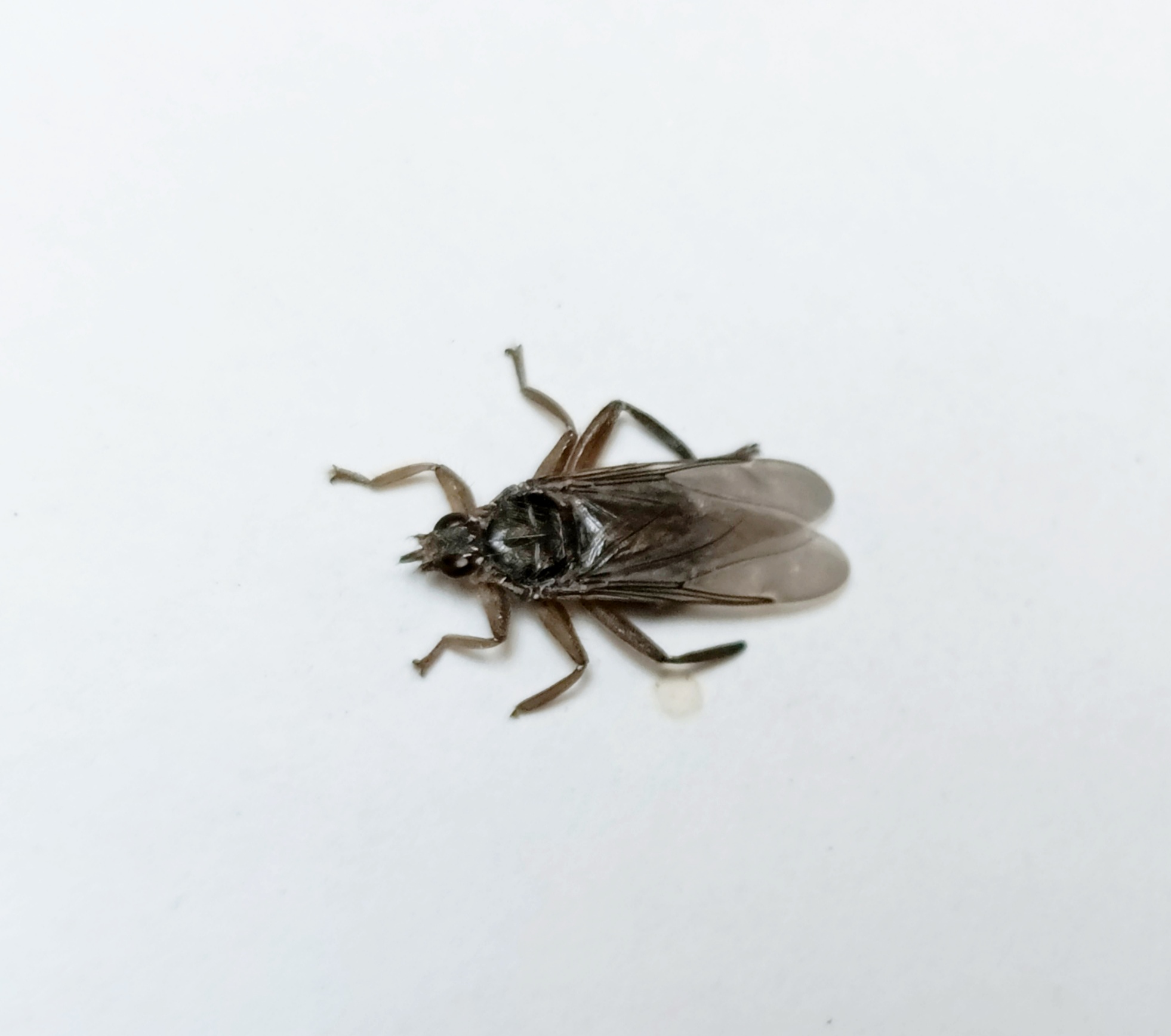 Close view of a pigeon louse fly